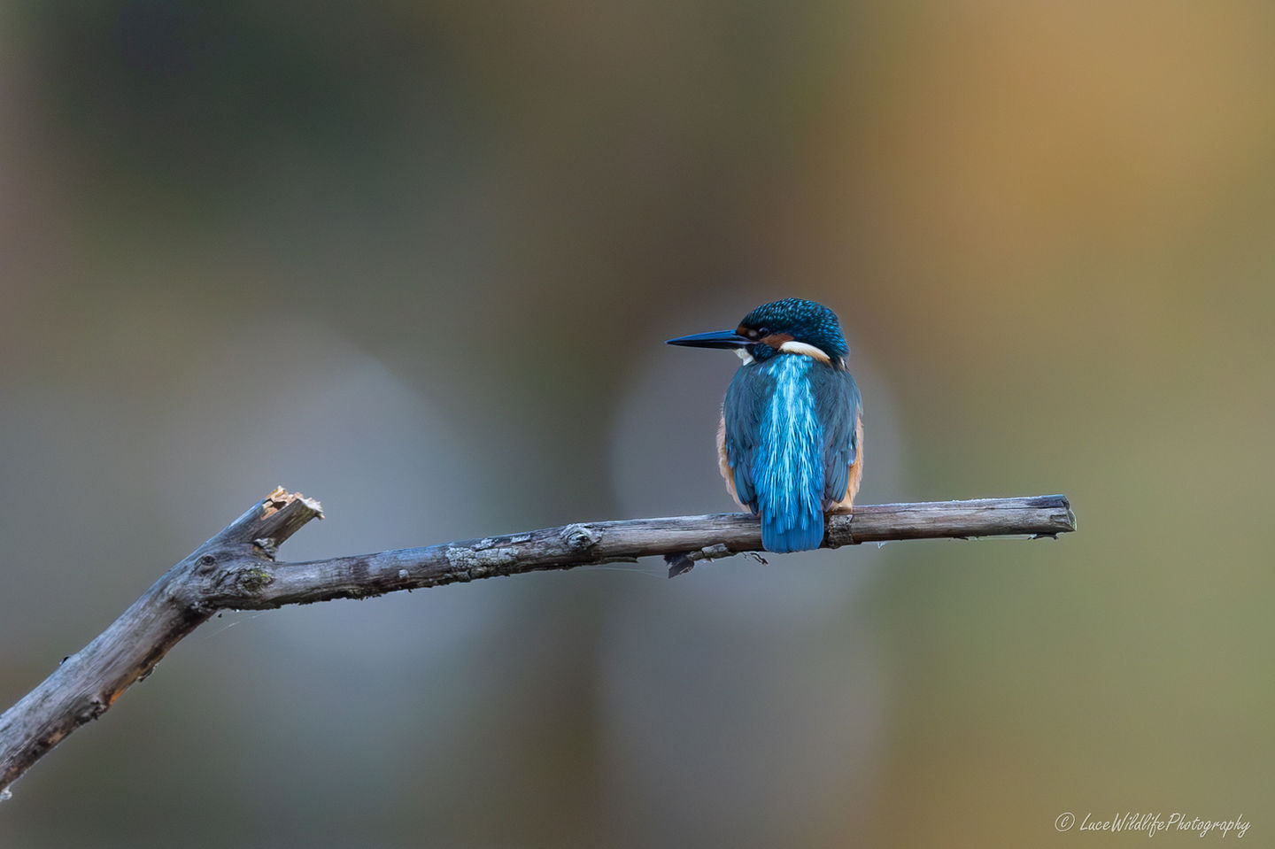 Martin-pêcheur d'Europe Alcedo atthis