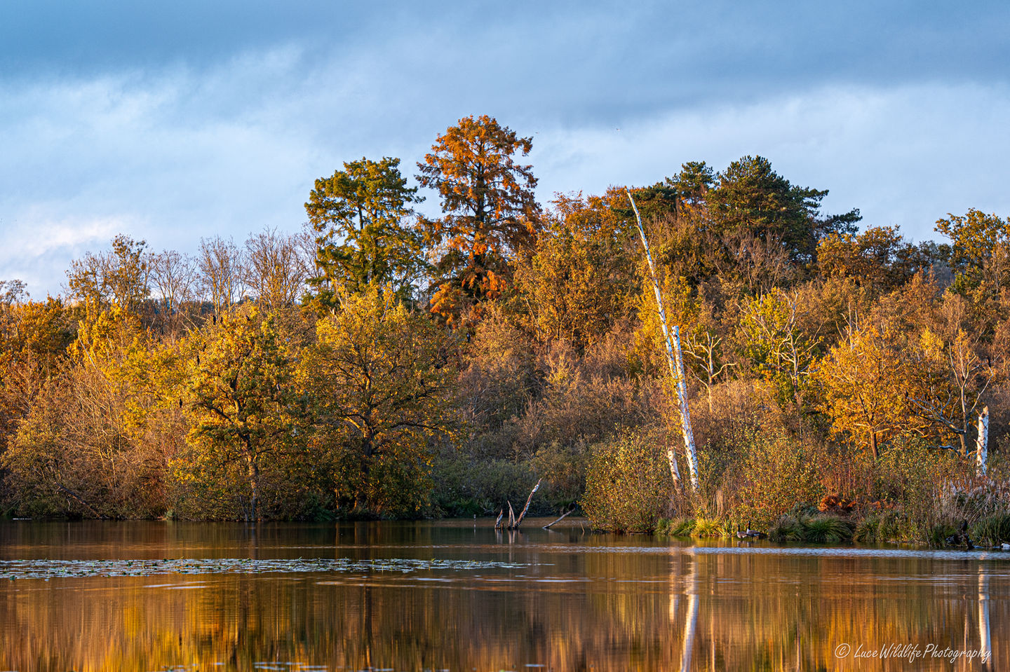 Etang aux pointes