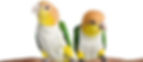 Caique, White Bellied, isolated on white_edited.jpg