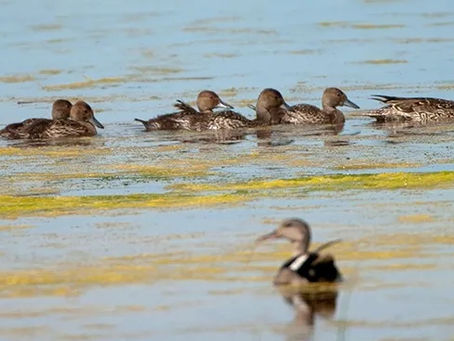 ACETRA y Delta Waterfowl capacitaron a profesionales locales