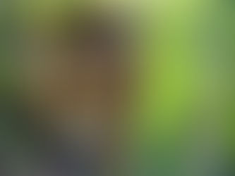 ACETRA repudia y condena la caza ilegal del yaguareté en Formosa