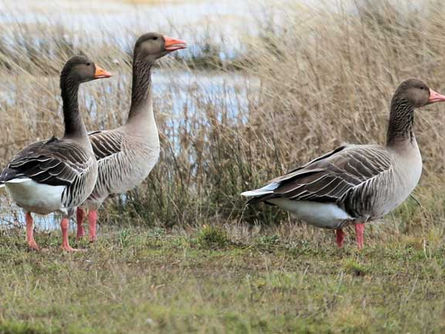 Con el modelo argentino, Uruguay se suma al estudio de relevamiento de poblaciones de patos