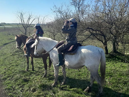 Se realizó el relevamiento anual de anátidos en Argentina, Uruguay y regiones asociadas