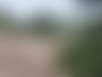 Continuan las podas de seguridad en espacios públicos