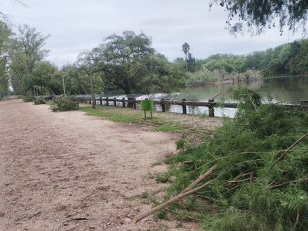 Continuan las podas de seguridad en espacios públicos