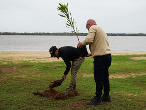 La Municipalidad de Colón sigue con el plan de forestación