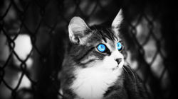 774608-cool-black-and-white-wallpaper