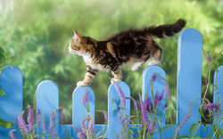 47360068-funny-cat-wallpaper