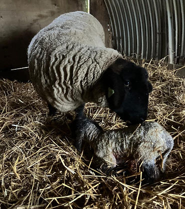 New born lamb just delivered.jpg