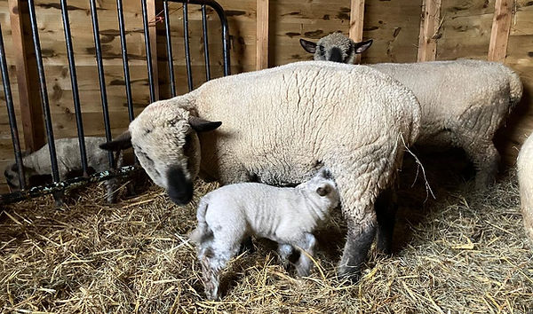 Lamb and ewe.jpg