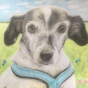 Sparrow Dog
