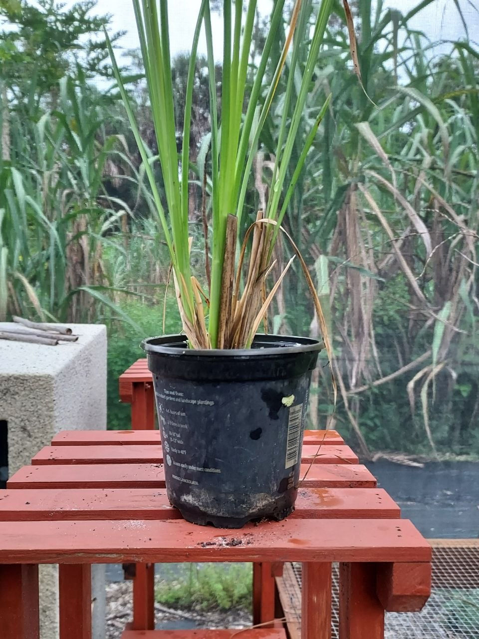 Thumbnail: potted vetiver 