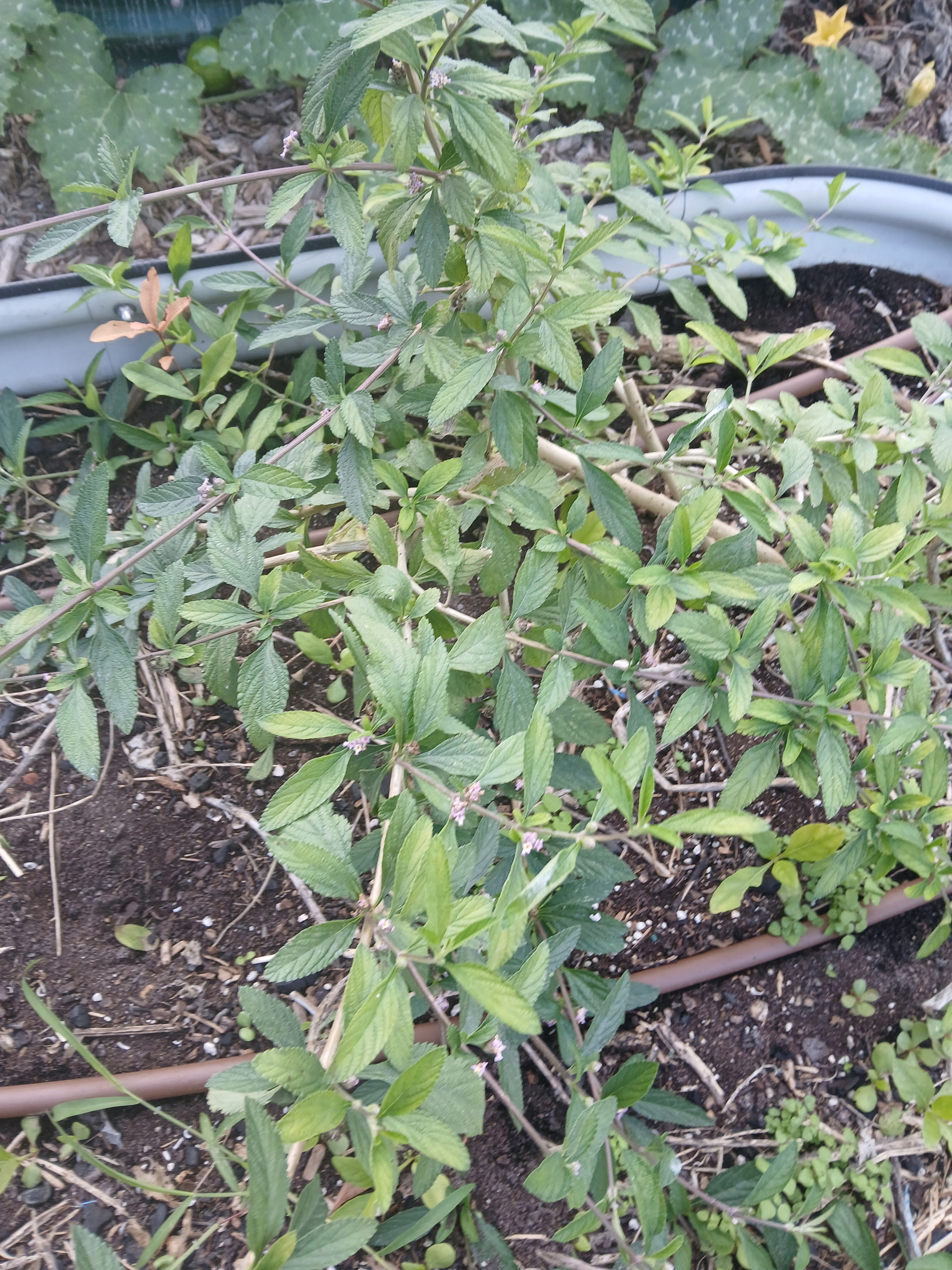 Potted Lippia Alba