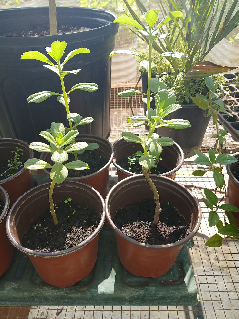 Thumbnail:  Panadol potting cuttings