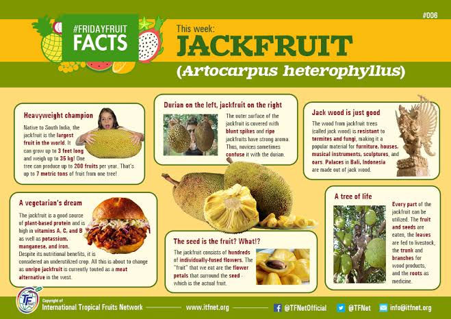 Thumbnail: Jack fruit tree (started from seed from tree on property)