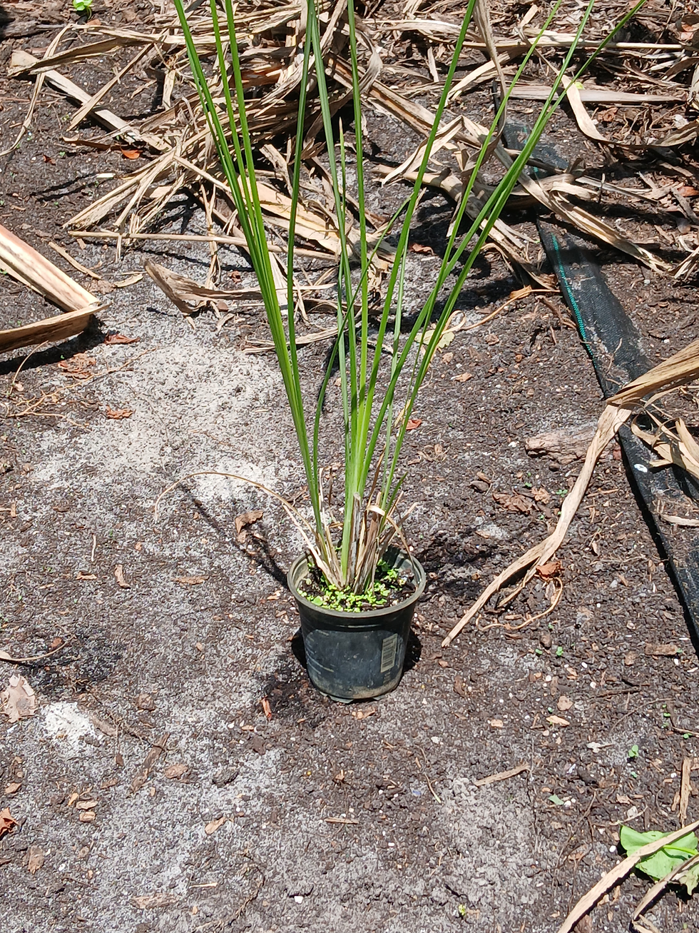 Thumbnail: potted vetiver 