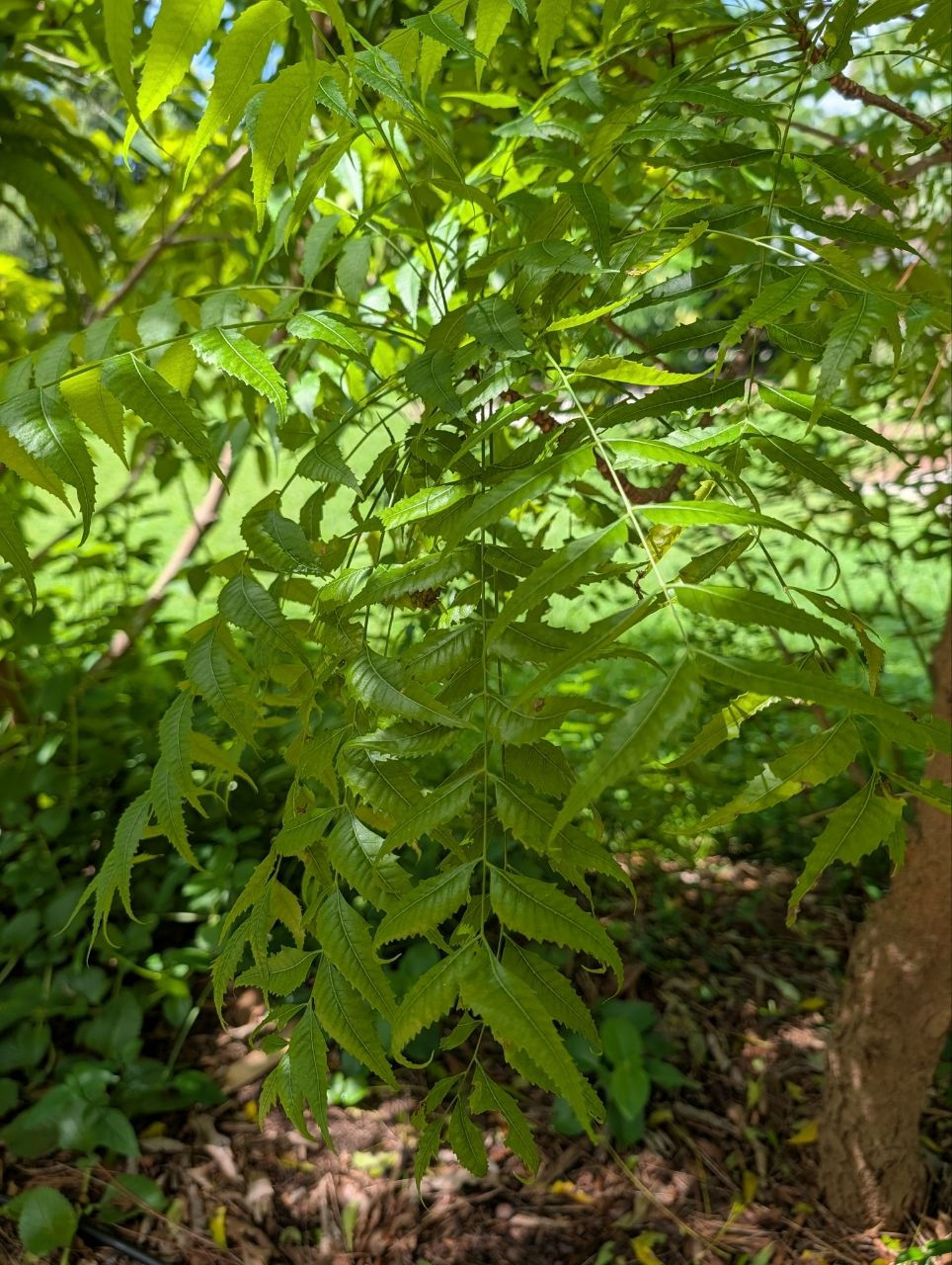 Air dried Neem leaves