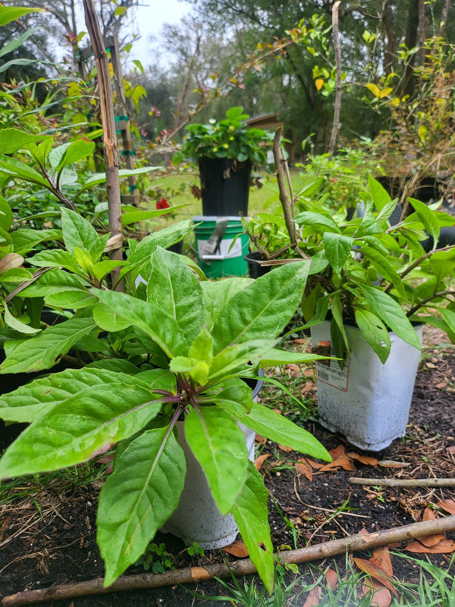 Longevity Spinach cuttings