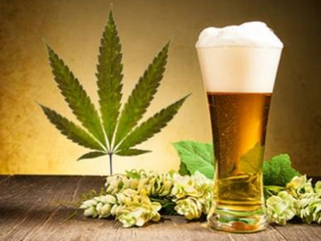 Beer and Marijuana what's the connection?
