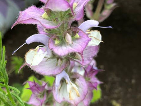 Clary Sage - Salvia sclarea - Sleepy Dreamers herb