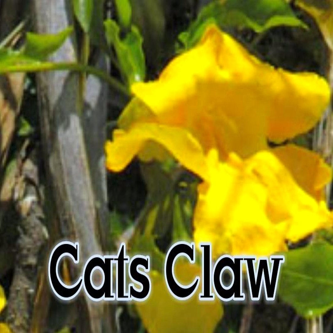 Cats Claw (Uncaria tomentosa) POWDER KRATOM ALTERNATIVE *mitraphylline 5gms