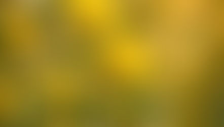 Zornia latifolia - Synthetic cannabis in Void  - Xherbal mix