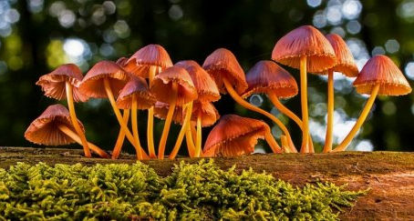 A New Understanding: The Science of Psilocybin Documentary 2019