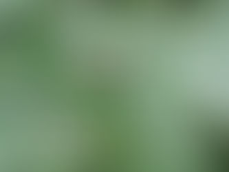 The plant goes by many names, including siberian motherwort and marihuanilla, “little marijuana