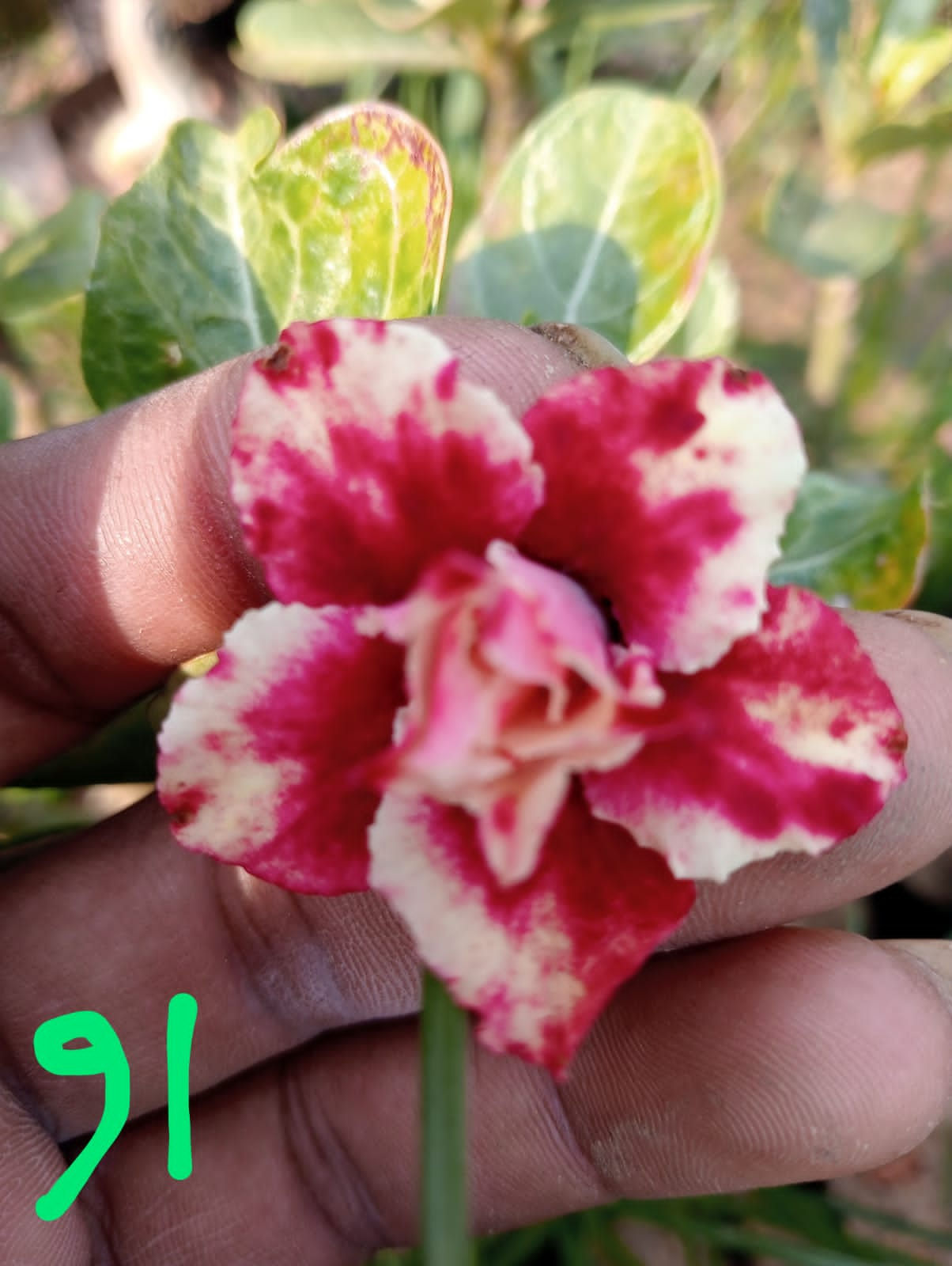Adenium 91