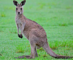 kangaroo