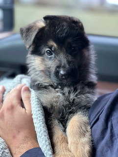 German Shepherd puppy car rides