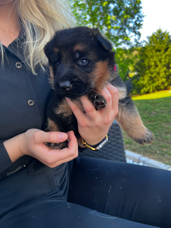 German Shepherd puppy