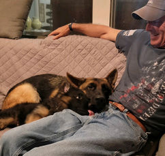 German Shepherd Litter