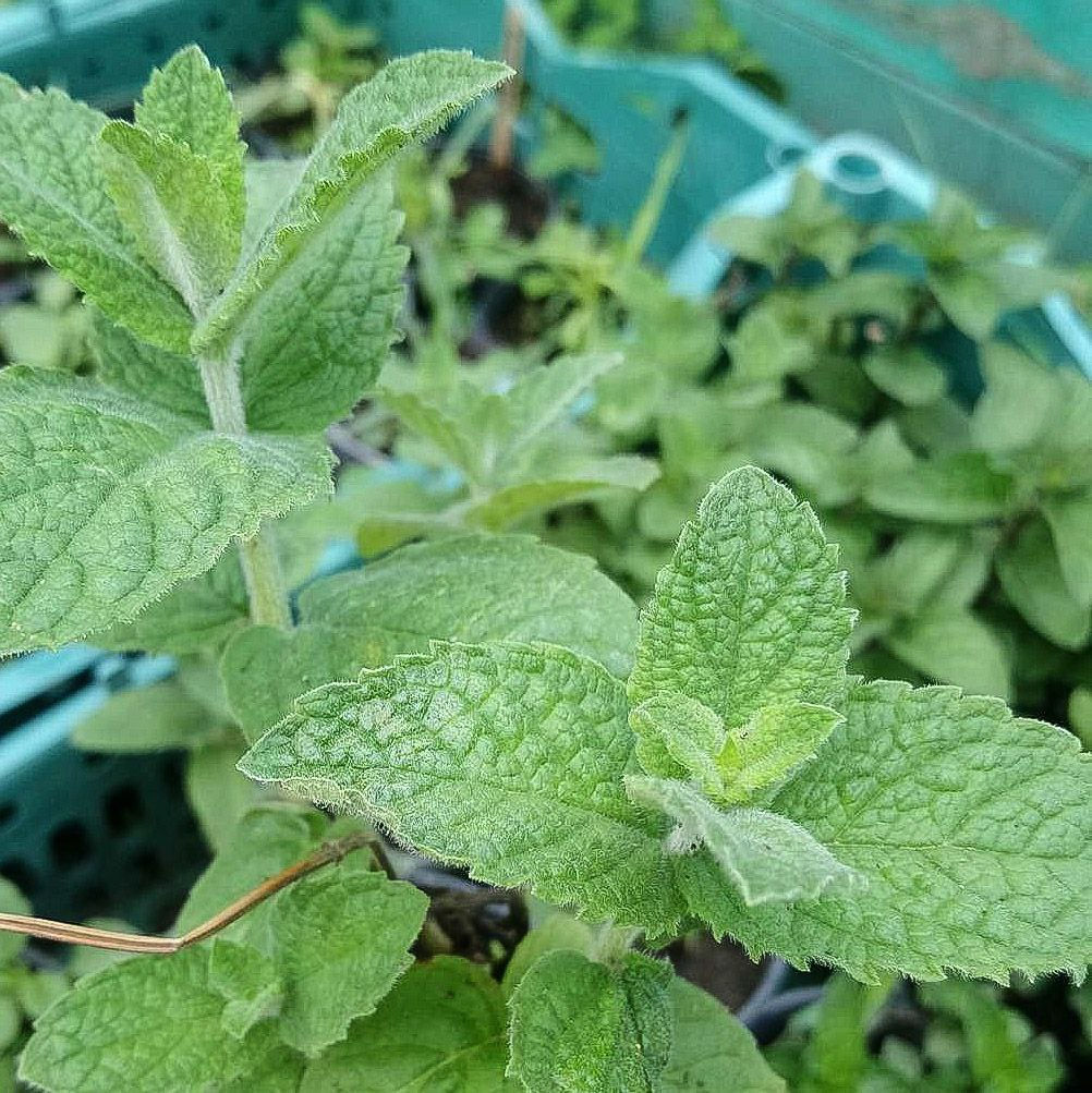 М'ята "Яблучна"