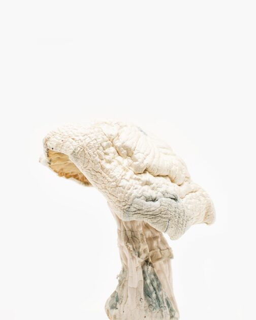 purchase Avery’s Albino Magic Mushrooms