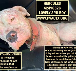 hercules.jpg