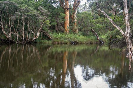 Denmark River Reflections