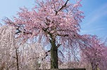 円山公園