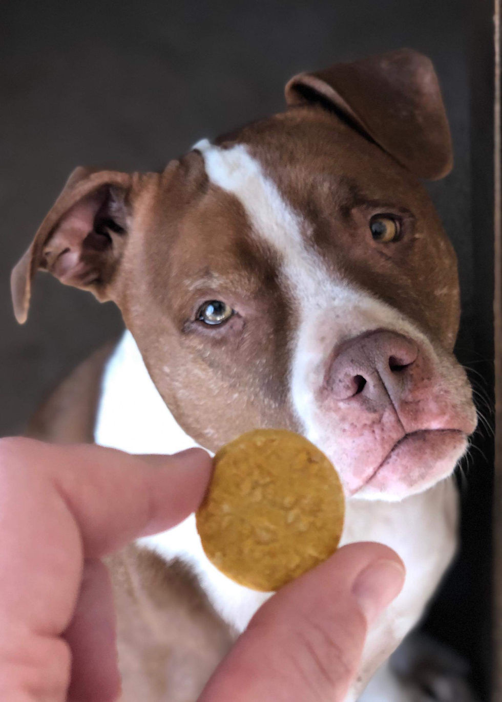 Thumbnail: Calm Dog Goodie Bag