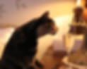 cat sniffing champagne.JPG