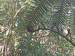 Ferntree in Neuseeland, Weltreise MW 2023 24