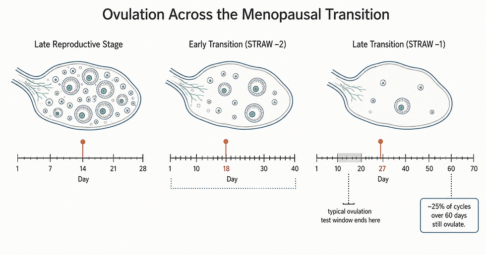 Medical diagram showing ovulation timing across perimenopause stages, with late-transition ovulation near cycle day 27
