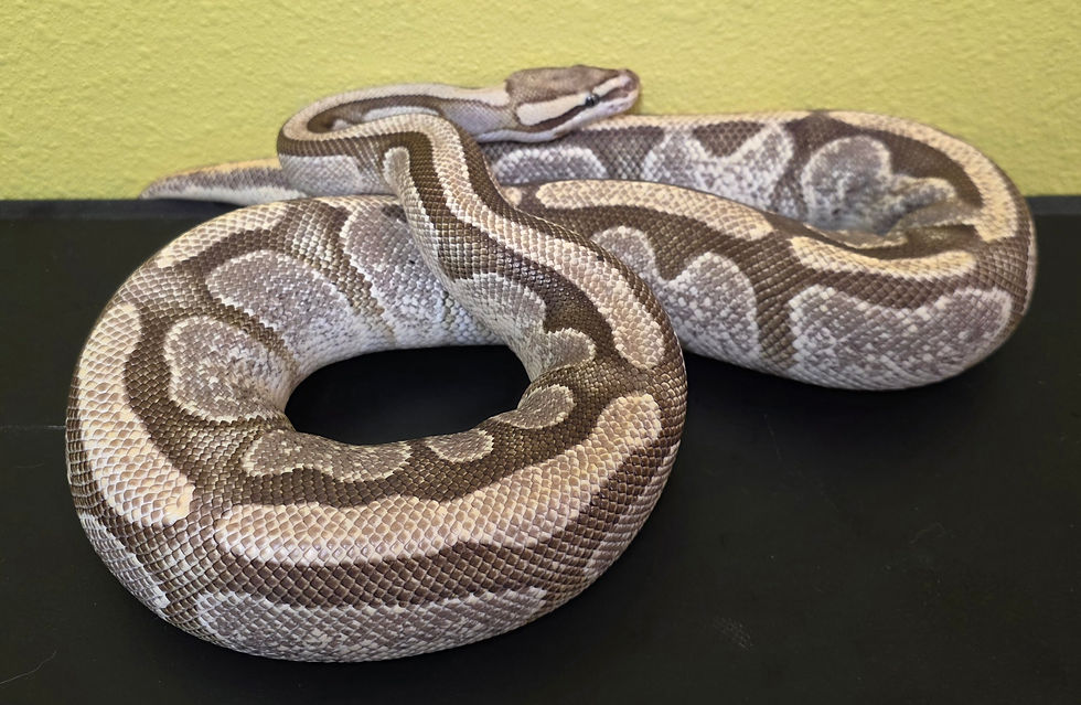 $300 Enchi Fire Yellowbelly Het. Pied Female (D14)