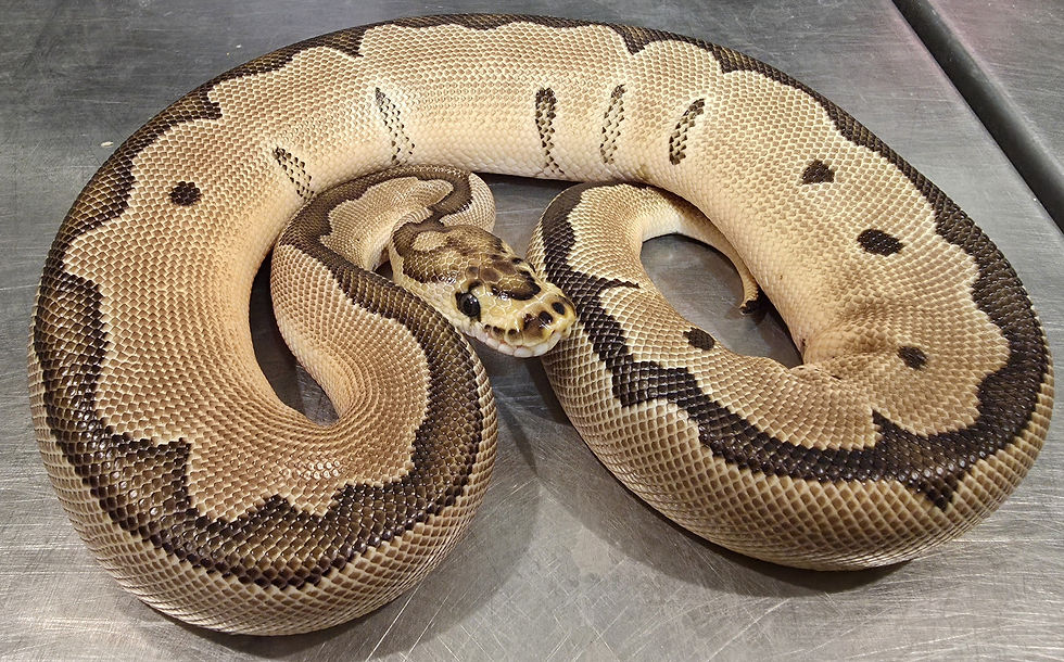 Orange Dream Clown Female ( BP24C06H01)