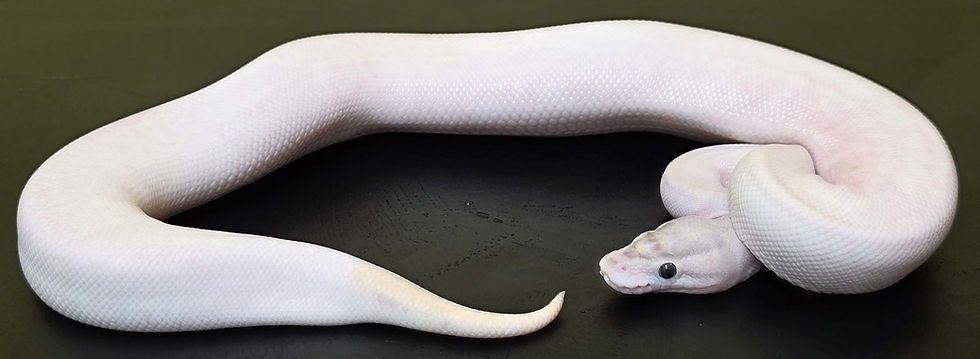 $300 Ivory Het Pied Female (BP24GH29)