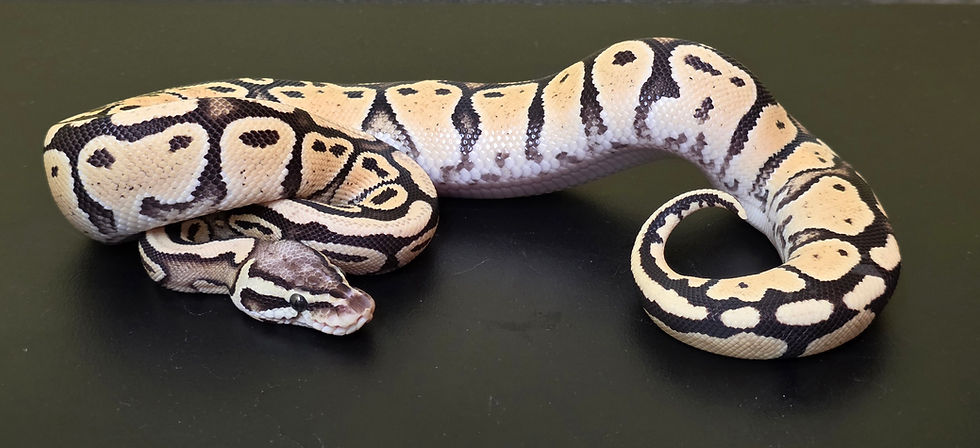 $175 Pastel Russo Female (bp24c14h04)