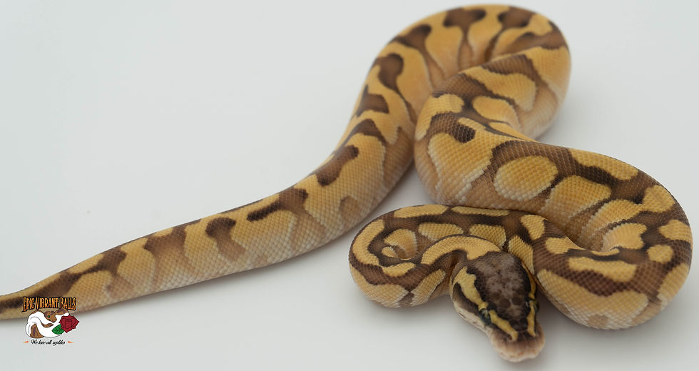 Less Enchi pos. Blade Male