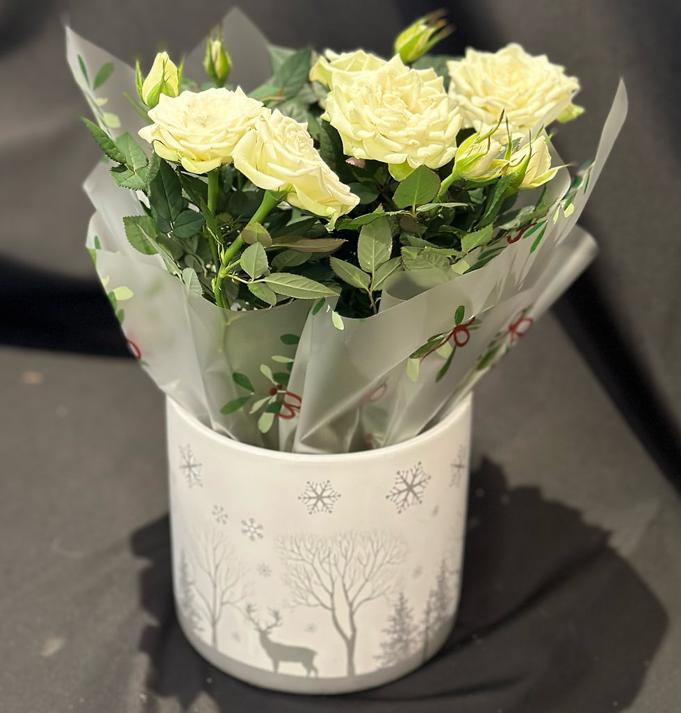 Christmas Rose Pot