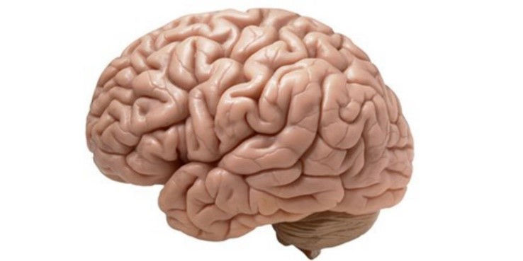 The brain is complex, but learning the basics doesn’t have to be - here’s what you should know!