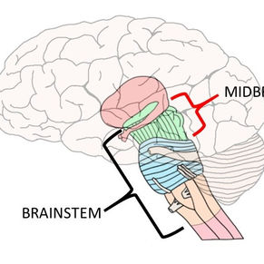The Science of Humour
